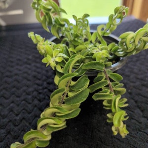 Variegated Hoya Compacta ,variegated Hindu Rope - Etsy