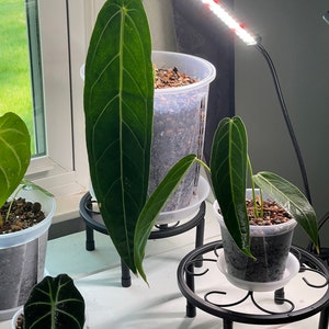 Cenandra added a photo of their purchase