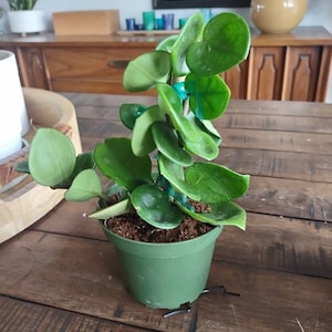 Suzanne added a photo of their purchase