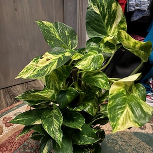Brittany added a photo of their purchase