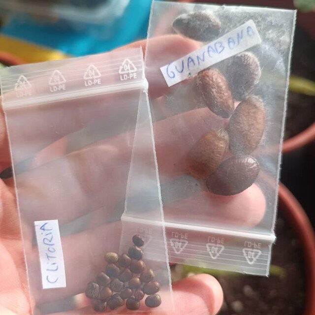 Descubre los beneficios antioxidantes de la Annona muricata