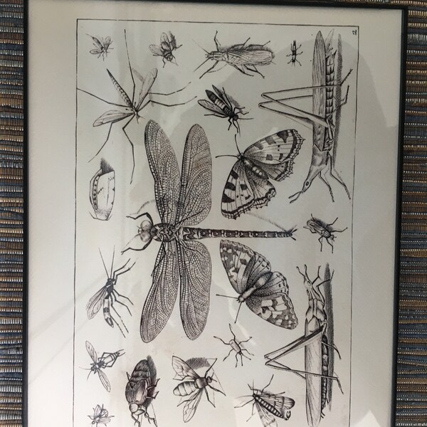 Insect Collage Drawing : Fine Art Print of a Vintage Natural History ...