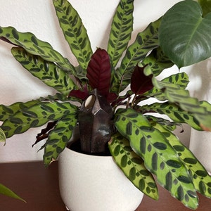 Marjorie added a photo of their purchase