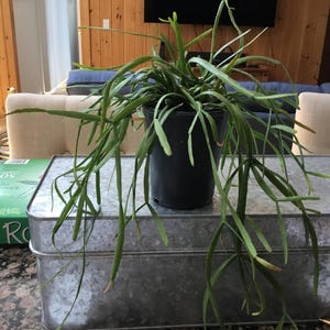 Monica added a photo of their purchase