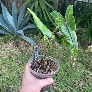 loic added a photo of their purchase