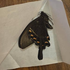 マーメイドテール(Black butterfly) マーメイドテール(Black butterfly)