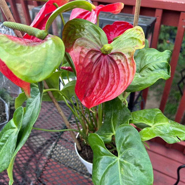 Anthurium Mickey Mouse: Large Red Obake Anthurium - Etsy