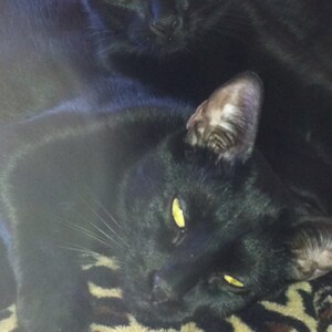 Ginger added a photo of their purchase