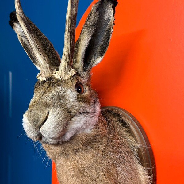 REAL Jackalope Taxidermy Mount: Rabbit Head With Horns for Alternative ...