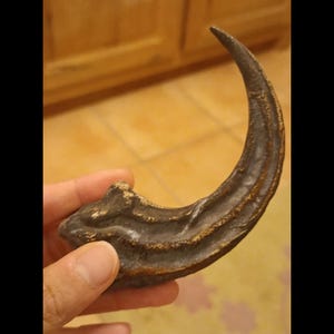 ヴェロキラプトルのレプリカの足の爪恐竜ラプトル恐竜の化石の足