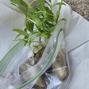 Jessica ha añadido una foto de su compra