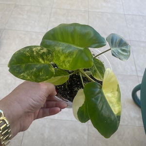 Ivelisse added a photo of their purchase