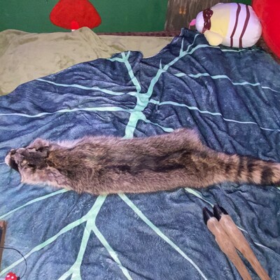 XXL Blue Frost Fox Hide 1 Top Lot Grade, Professionally Tanned/pelt