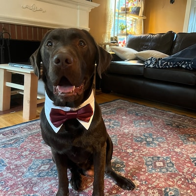 burgundy dog bow tie