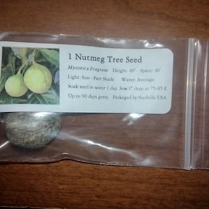 20 PURPLE DRAGON FRUIT pitaya / Pitahaya / Strawberry Pear Hylocereus ...