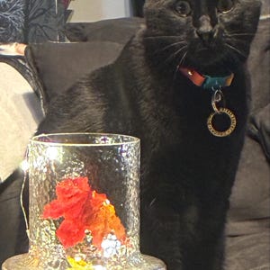 Suzanne added a photo of their purchase
