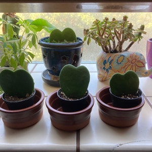 Susan added a photo of their purchase