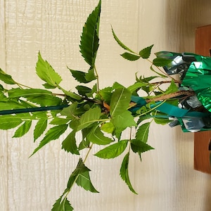 Lorenza added a photo of their purchase