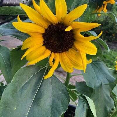 Container Dwarf Sunspot Sunflower Seeds, Miniature Helianthus Annuum ...
