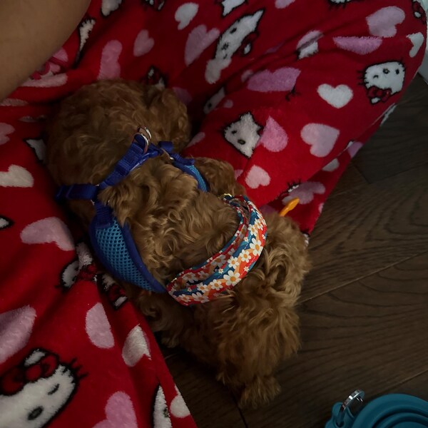 Keine Könige Baby Onesies® Marke, Einwanderer machen Amerika