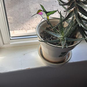 Jan added a photo of their purchase