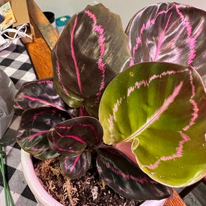 Nikki ha aggiunto una foto del proprio acquisto