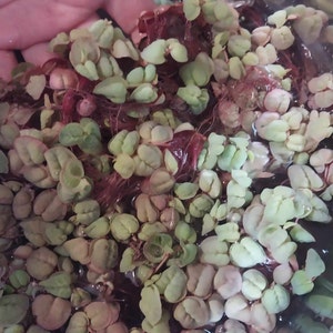 Kristy added a photo of their purchase