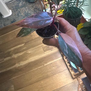 Angela ha añadido una foto de su compra
