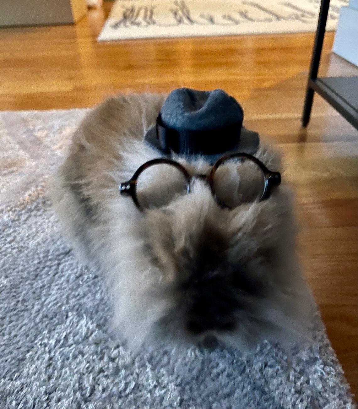 Customer photo of a pet with the Fedora  Hat  for small pet Hedgehog Vogue