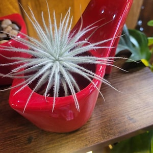 Amy added a photo of their purchase