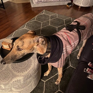 Greyhound or Whippet coat grey and black wool check