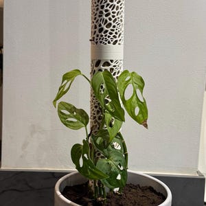 Emma さんが購入した商品の写真を追加しました