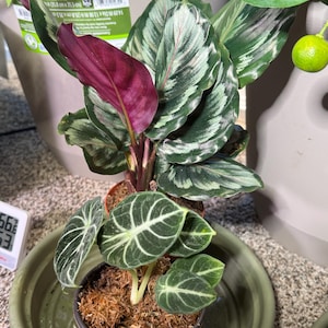 Calathea Medallion 'calathea Veitchiana' 4" Pot | Indoor & Outdoor Live  Tropical House Plant | Rooted Easy Care Starter Plant - Etsy