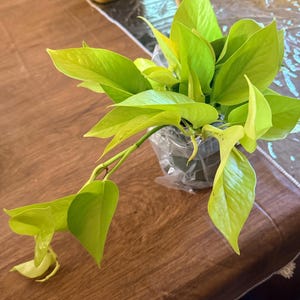 Mz added a photo of their purchase