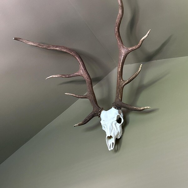 Dark Tall 4x4 Mule Deer Antler Horn Fake Skull Mount Taxidermy Rack Man ...