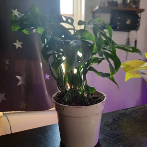 Banirabu added a photo of their purchase