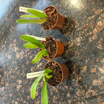 Edgar’s Baby Dragon Fruit Hylocereus TC Plant Plug – Edible Fruit Tree, 4-8 Inches