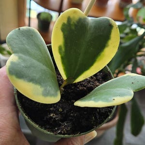 Variegated Heart Leaf Hoya, Variegated Hoya Kerrii, Sweetheart Plant, Live Plant in 2", 4", 6" pot