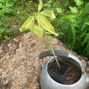 Debbie heeft een foto van zijn/haar aankoop toegevoegd