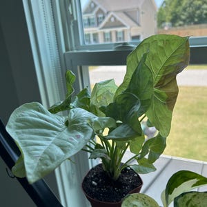 Syngonium Milk Confetti :  Indoor Plants - Easy Care Houseplant - Starter Plant ,Live Indoor, Easy to Grow - Beginner Plant