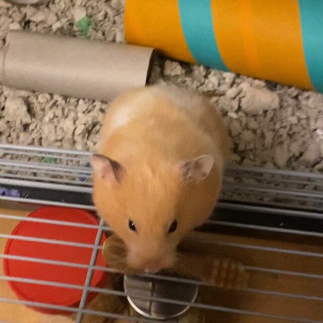 Hamster whimzees hot sale
