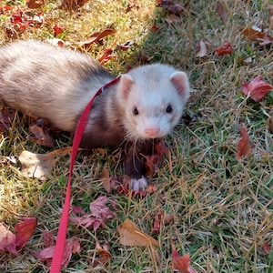 Cinnamint added a photo of their purchase