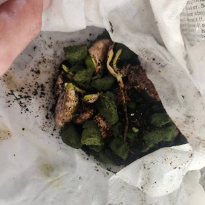 Henry added a photo of their purchase