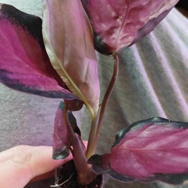 dracaena white stripe Buy Dracaena Warneckii White Jewel