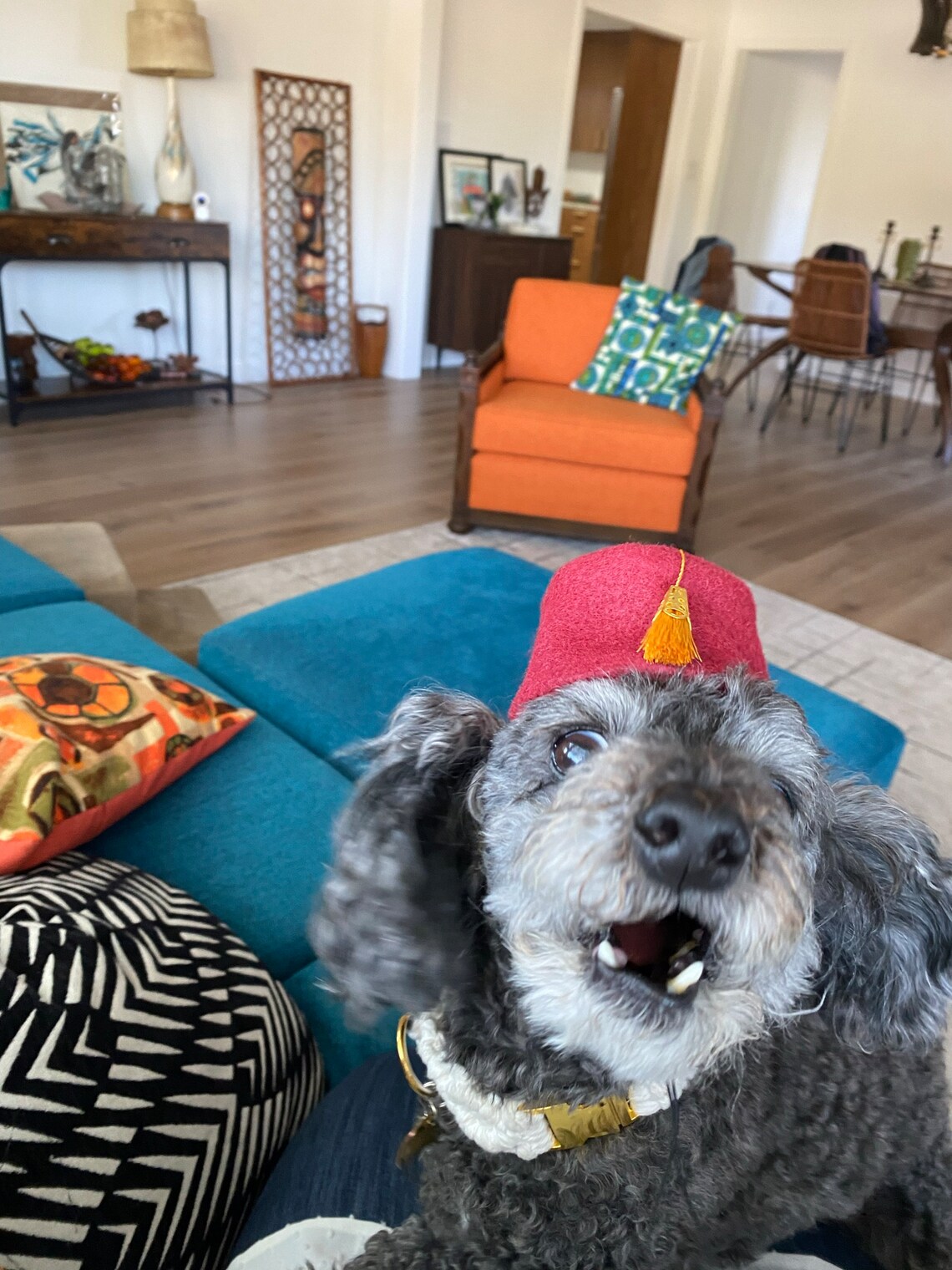 Customer photo of a pet with the Fez Hat mini small pet Cat Dog Hedgehog Vogue