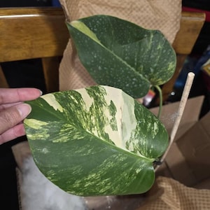 Luningning added a photo of their purchase