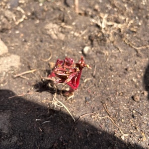 Ramon ha añadido una foto de su compra