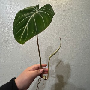 GUPPYS hat ein Foto des gekauften Artikels hinzugefügt