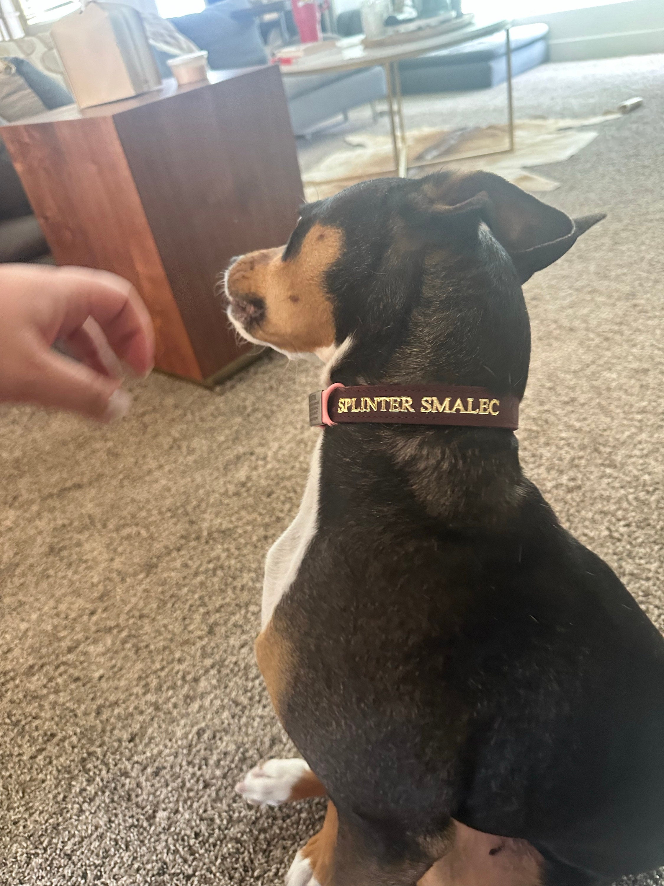 Personalized Leather Dog Collar, Personalized Dog Collar, Genuine Leather Dog Collar, Engraved Leather Dog Collar, Customized Dog Collar