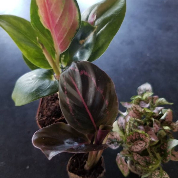 Aglaonema Red King Starter Plant **(ALL Plants Require You to Purchase ...